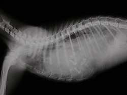 猫横隔膜ヘルニア,原因,症状,治療法