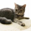 猫伝染性腹膜炎の初期症状や原因、完治までの期間を詳しく解説！